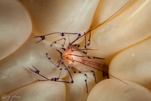 end0skeletal:Bubble Coral Shrimp (Vir philippinensis)Photo credit: q phia, Brian, Kaido Haagen