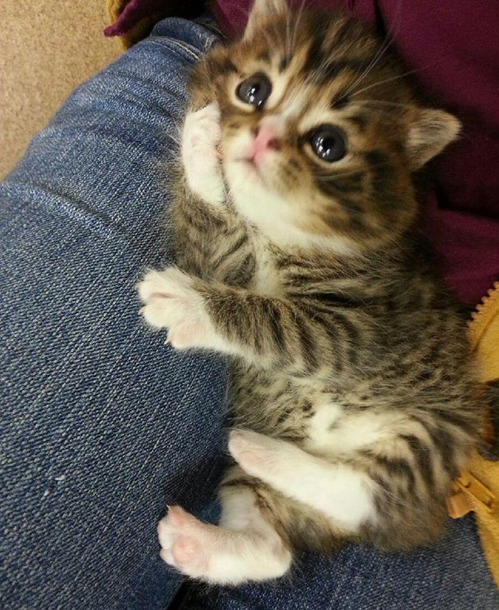 tastefullyoffensive:  &ldquo;Hey, whatcha thinkin’ bout?&rdquo; [via] 