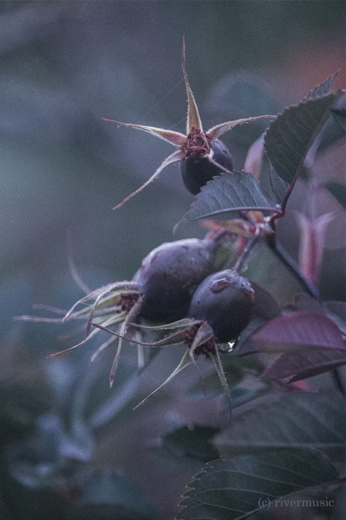 After the Rain, Rosesriverwindphotography, August 2018