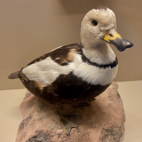highways-are-liminal-spaces:Extinct birds at the Field Museum, Chicago