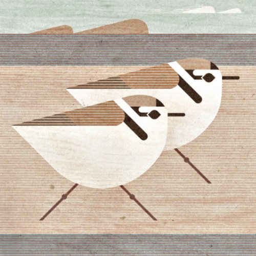 Snowy Plovers, Charadrius nivosus, a near-threatened American shorebird numbering about 31,000 breed