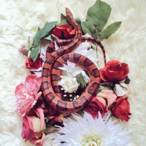 upupupuprincess:snake flower arrangements 