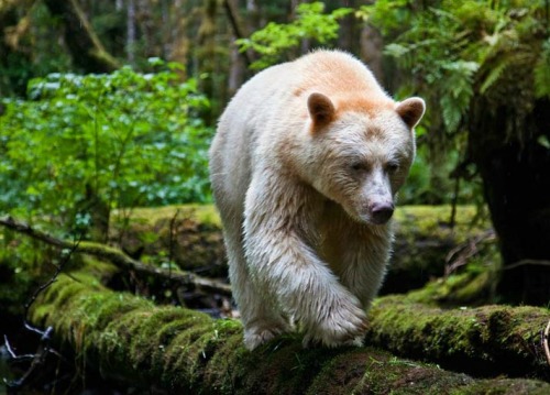 {Spirit Bear} by {Paul Nicklen} In moss-draped rain forest of British Columbia, towering red cedars live a thousand years, and black bears are born with white fur. Neither albino nor polar bear, the spirit bear (also known as the Kermode bear) is a white