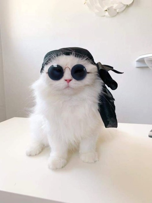 catscharm: What a cool cat!  #kittens #straycats #cats #kitten #catoftheday #rightmeow #meow #catu