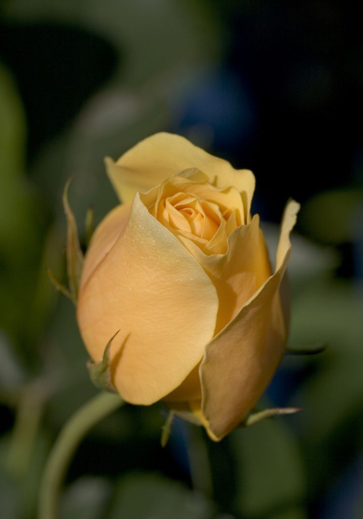 sugarissweetlove:  The Yellow Rose of Texas 
