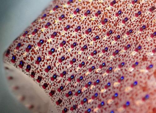 Histioteuthis Heteropsis (H. Heteropsis), Also Known As The Strawberry Squid Or Jewel Squid, Is A Species