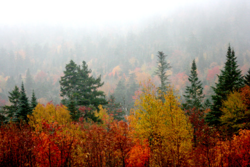 twilightsolo-photography:The Golden Hue of AutumnBeautiful fall trees of all colors from the Kancama