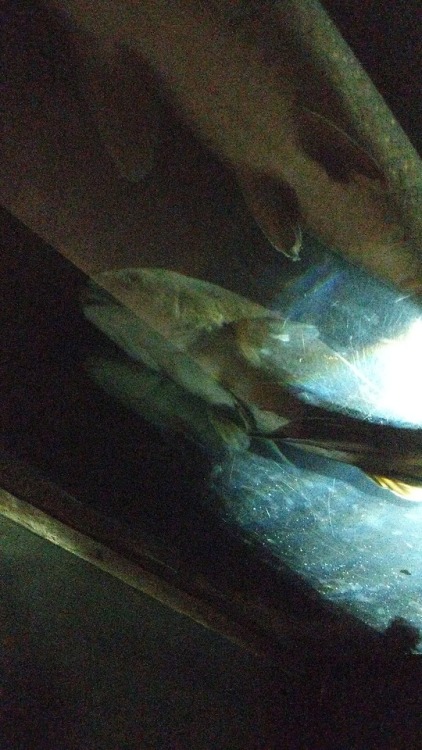 Fishies #atlanta_aquarium