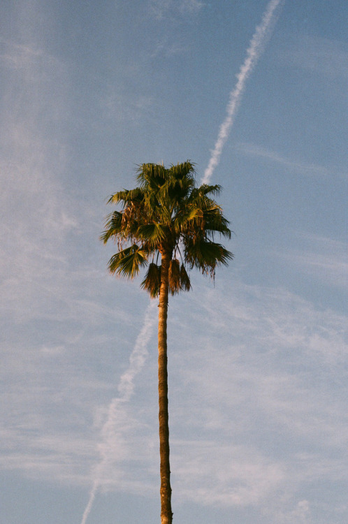 davetada: Palm treeGlendale, CA