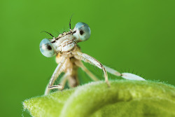 fer1972:  Macro Insect Photograpphy by Alexandr