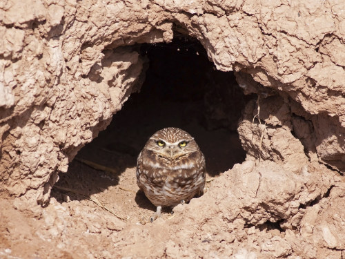 Burrowing Owl at burrow entrance by Robyn Waayers Looking a bit baleful on its doorstep. Schrimpf Ro