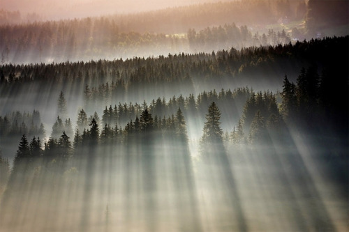  cosascool:  Forests Drenched in Light and adult photos