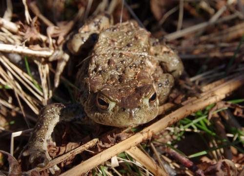 Common toads - Bufo bufo - hanging out in the sunshine at the breeding ponds last Saturday. Video to