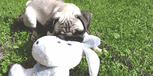 pugsequalsdrugs:[x]