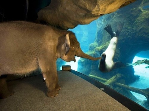 awwcutepets:The animal handlers at the Oregon Zoo took Elephant around to meet some other animals. T