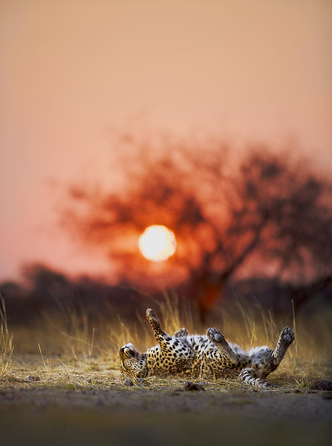 big-catsss:  by Heinrich Van Den Berg