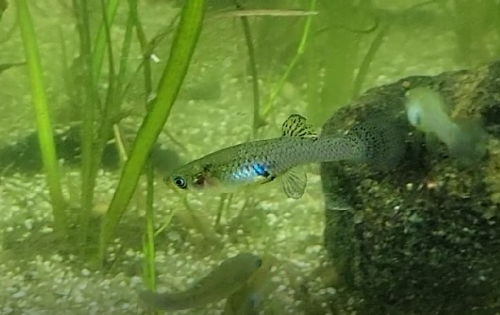 North American Native Fishtanks • Mosquitofish and Allies, Livebearers of the Genus...