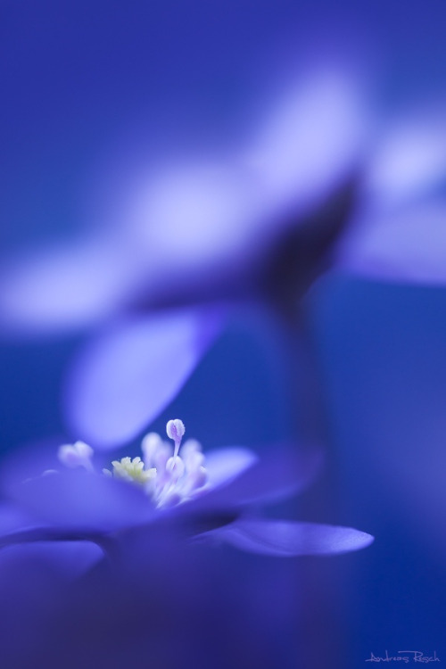 drxgonfly:  Little Beauty (by Andreas Resch)