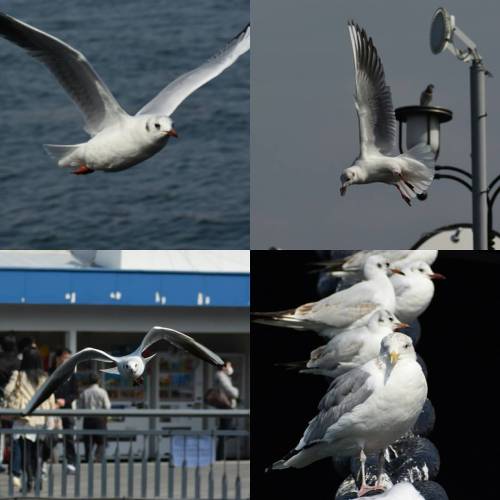 やっぱり横浜ならカモメ　#カモメ　#seagull
