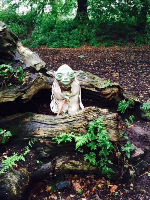 yodacakesgonewrong: A Yoda cake in his natural habitat, where I kind of hope they left him and no on