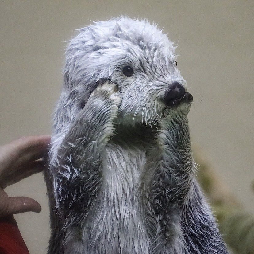 uznmaki:when i tell u i would die for mei-chan from the toba aquarium….