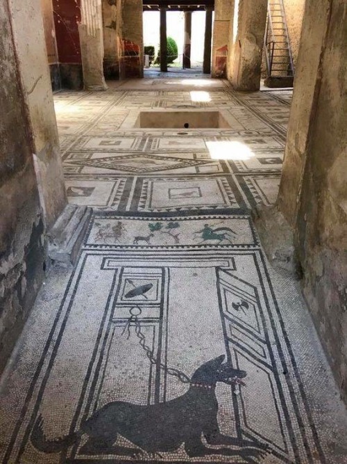 Lo splendido pavimento a mosaico all'ingresso della Casa di Paquio Proculo a #Pompei http://www.capi