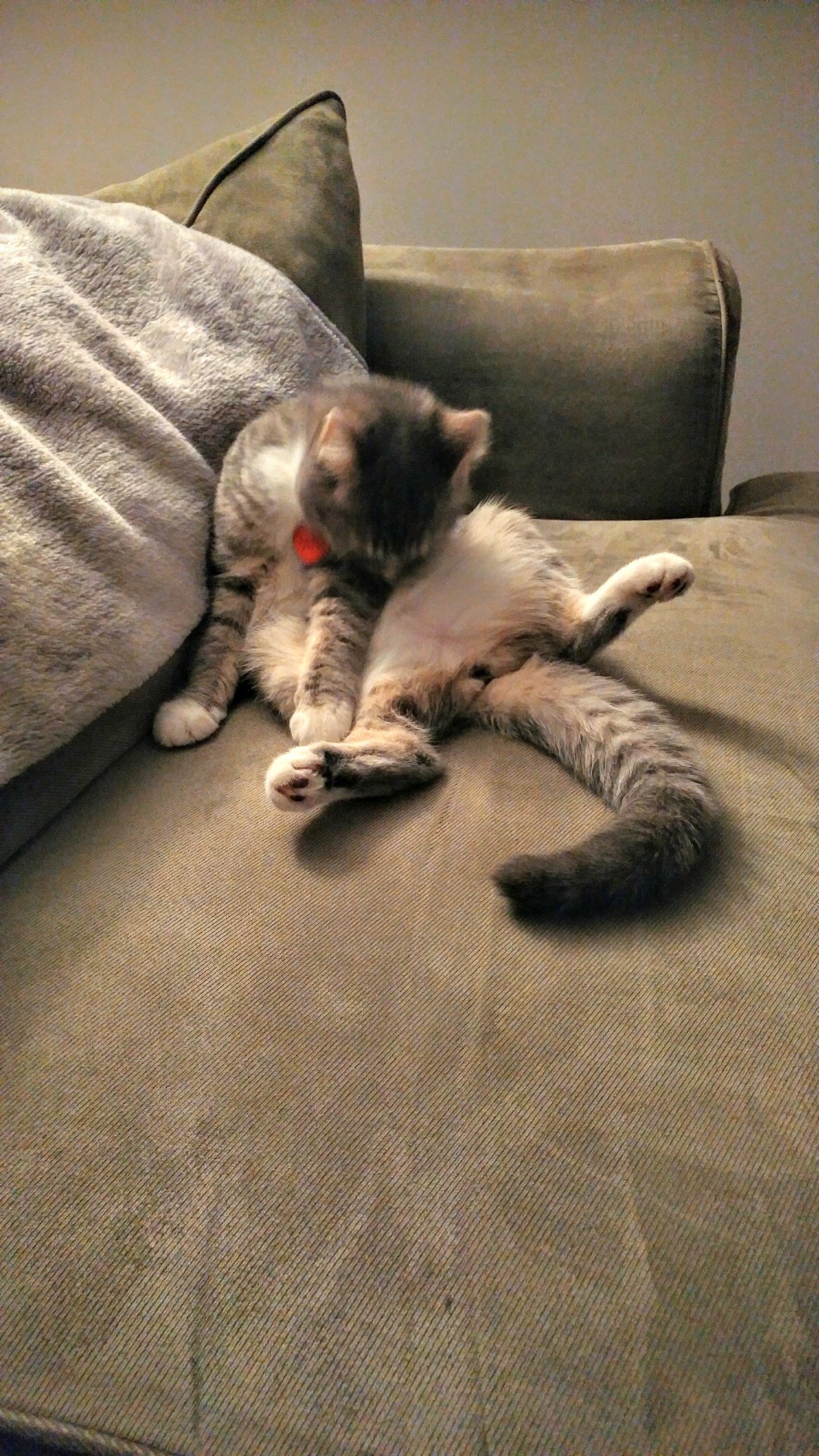 derpycats:  Behold, Happy, in all her derpy glory.