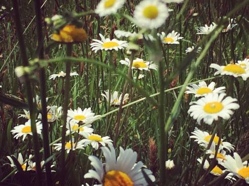 #greatsmokymountains #nature #daisys #countryroad #naturewalk #cheerful #concept #depthoffield #gras