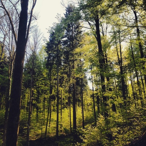 #forest #woods #wald #walk #warm #warmweather #walkinthesun #walkinthewoods #walkintheforest #sun #s