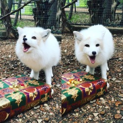 awwww-cute:  Christmas came early at the