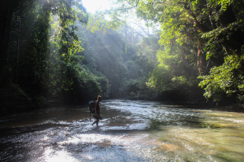 tr-opicalserene:  vanillaa-sunshine:  chimmyjin:  Taman Negara rainforest, Malaysia By Chimmy Jin   