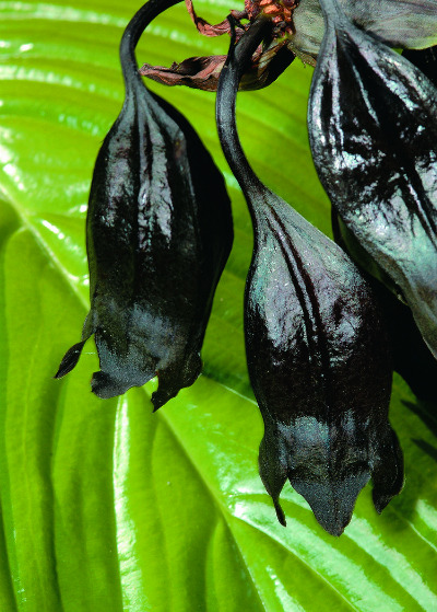 gothiccharmschool:  Black Bat flower!  thesweetestspit:    This ornamental flowering