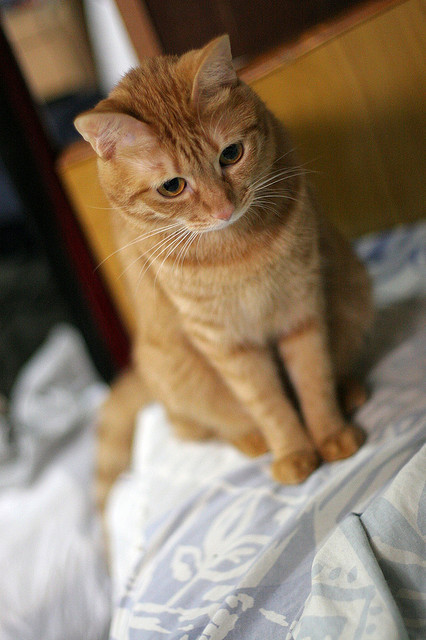 Waiting at the end of the bed~ by Ali Tse on Flickr.