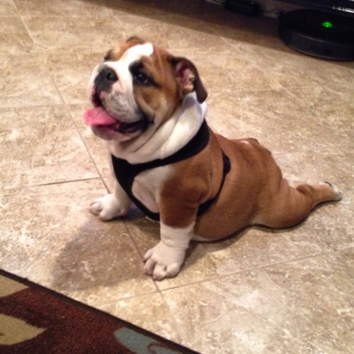 bulldogs omg adult photos