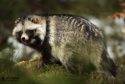 creatures-alive:  Raccoon dog by Jiří Míchal