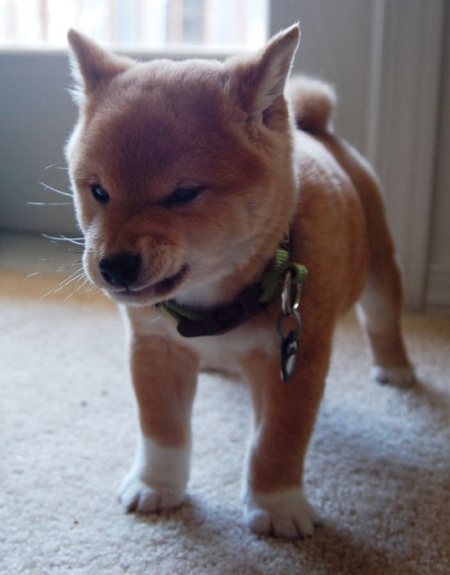 mephala-arclight:some heckin’ angery shibesim glad bakugou represents the most fearsome doggo 