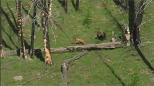 sizvideos:  Grizzly Mother Bear Chases Down Elk - From Siz app (iOS / Android)Video