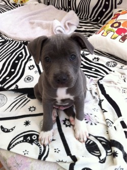 cuteanimalspics:  Our new baby (Source: http://ift.tt/1THPJmS)  Cutie blue pitbull baby