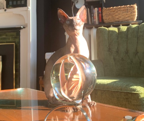 Was Trying To Get A Picture Of Khoshekh Pondering The Orb For Tumblr But Uh