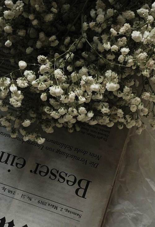 Gypsophila Aesthetic