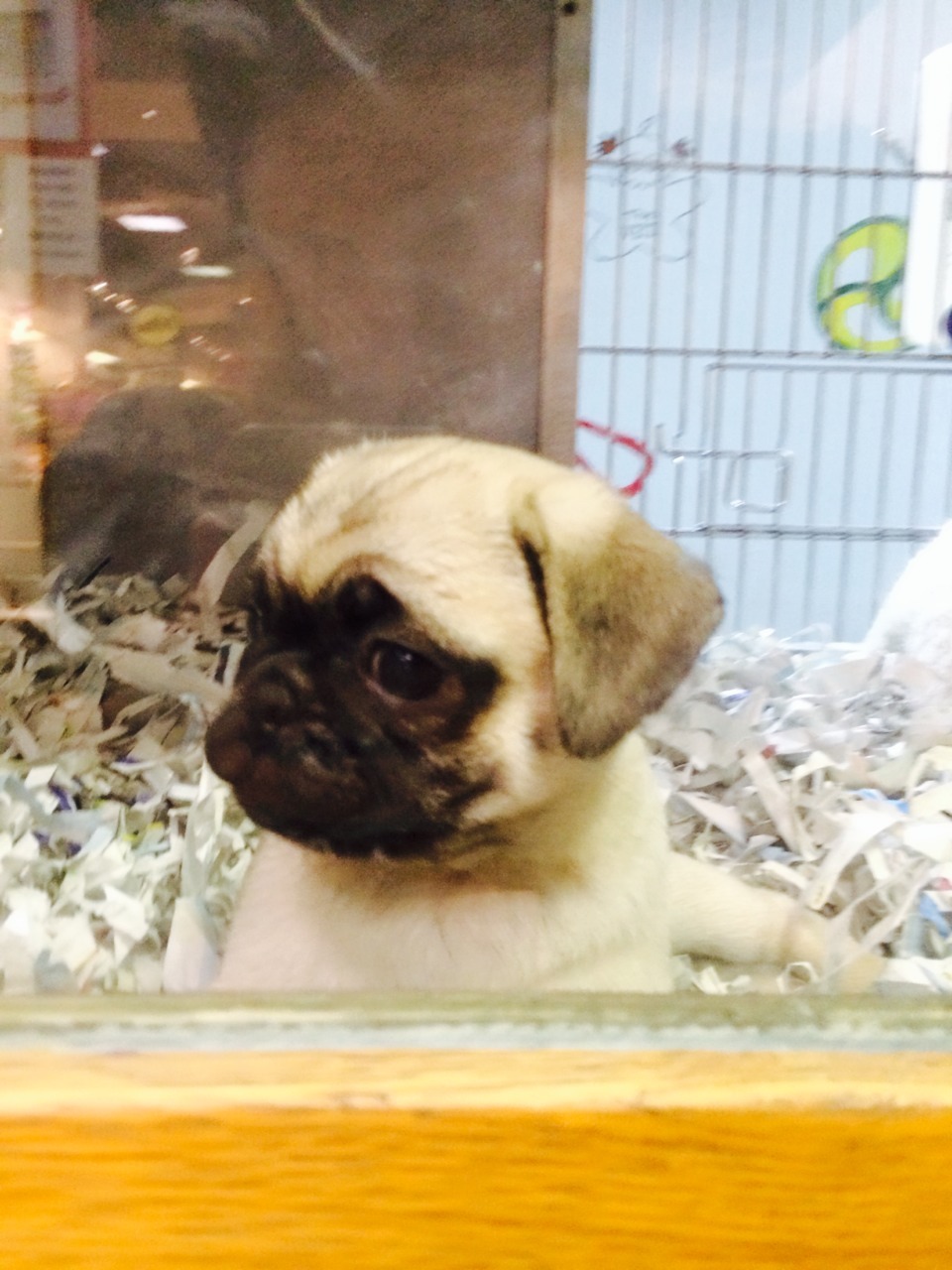 rats-oncrackattack:  I found a baby pug at the pet store, she was everything I imagined