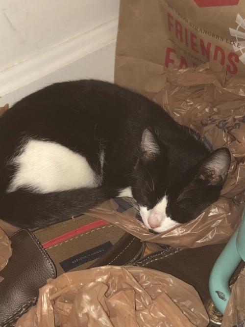 he found a new sleeping space in the back of our pantry, amidst the plastic bags and shoes &lt;3