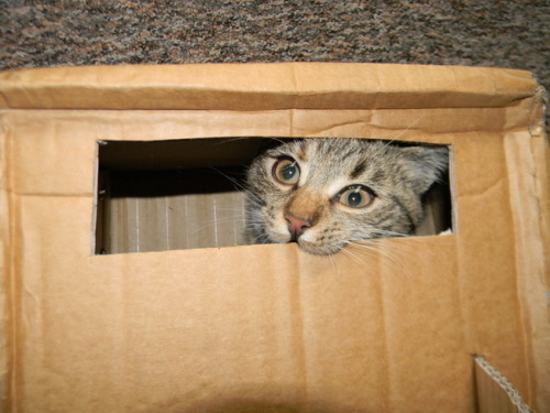 (via Pishkouette)