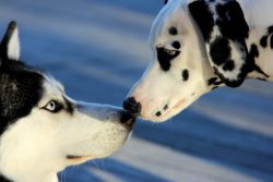 dog-husky:  When Siberian Husky Met Dalmatian