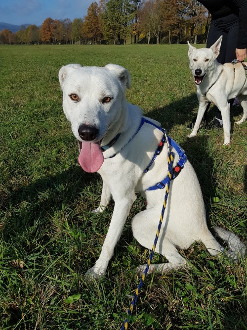 7th November 2019: Them shelter boys on the walk.