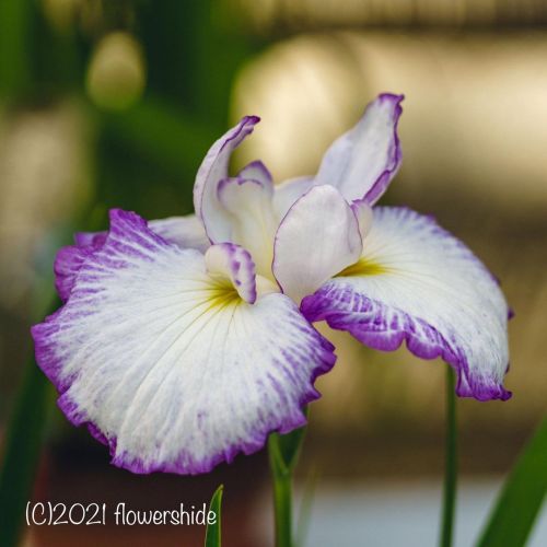 #flowers #flower #flowerlovers #花 #花が好きな人と繋がりたい #花好きな人と繋がりたい #写真好きな人と繋がりたい #beautifulflowers #su