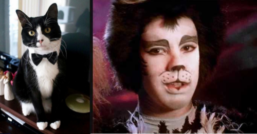 Jelicle Cats As Real Cats! The Toms