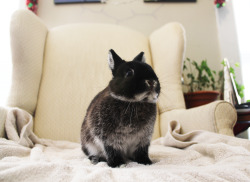 rageofthenerd:  This baby is Asha Greyjoy.  She’s a soot sprite. 