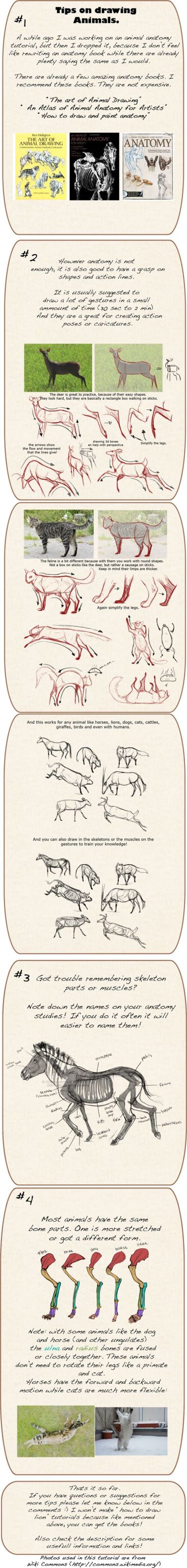 Tips On Drawing Animals
