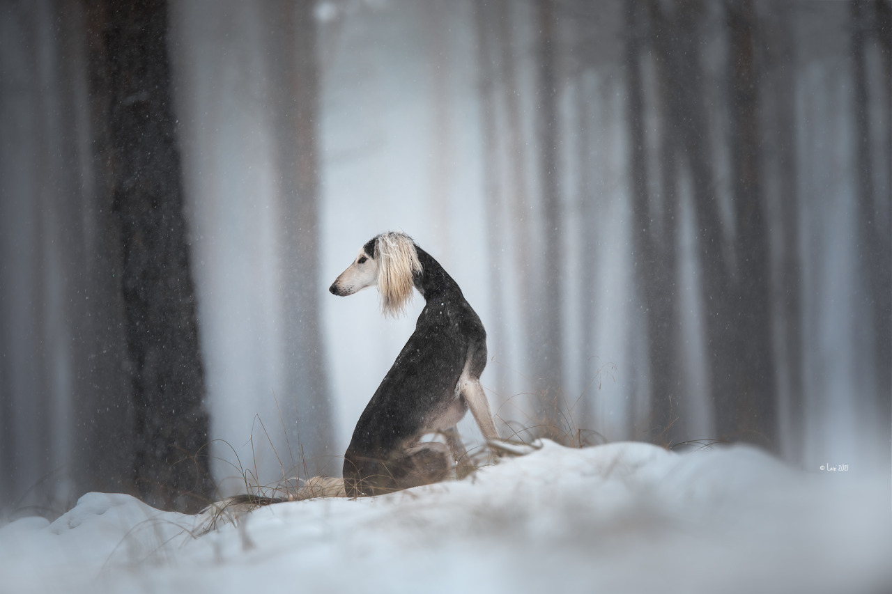 Hazel Look at her paws. <3 Able to run 70 km/h (43 mph)< And what a winter we have here. SNOW!!! We had no proper snow here 